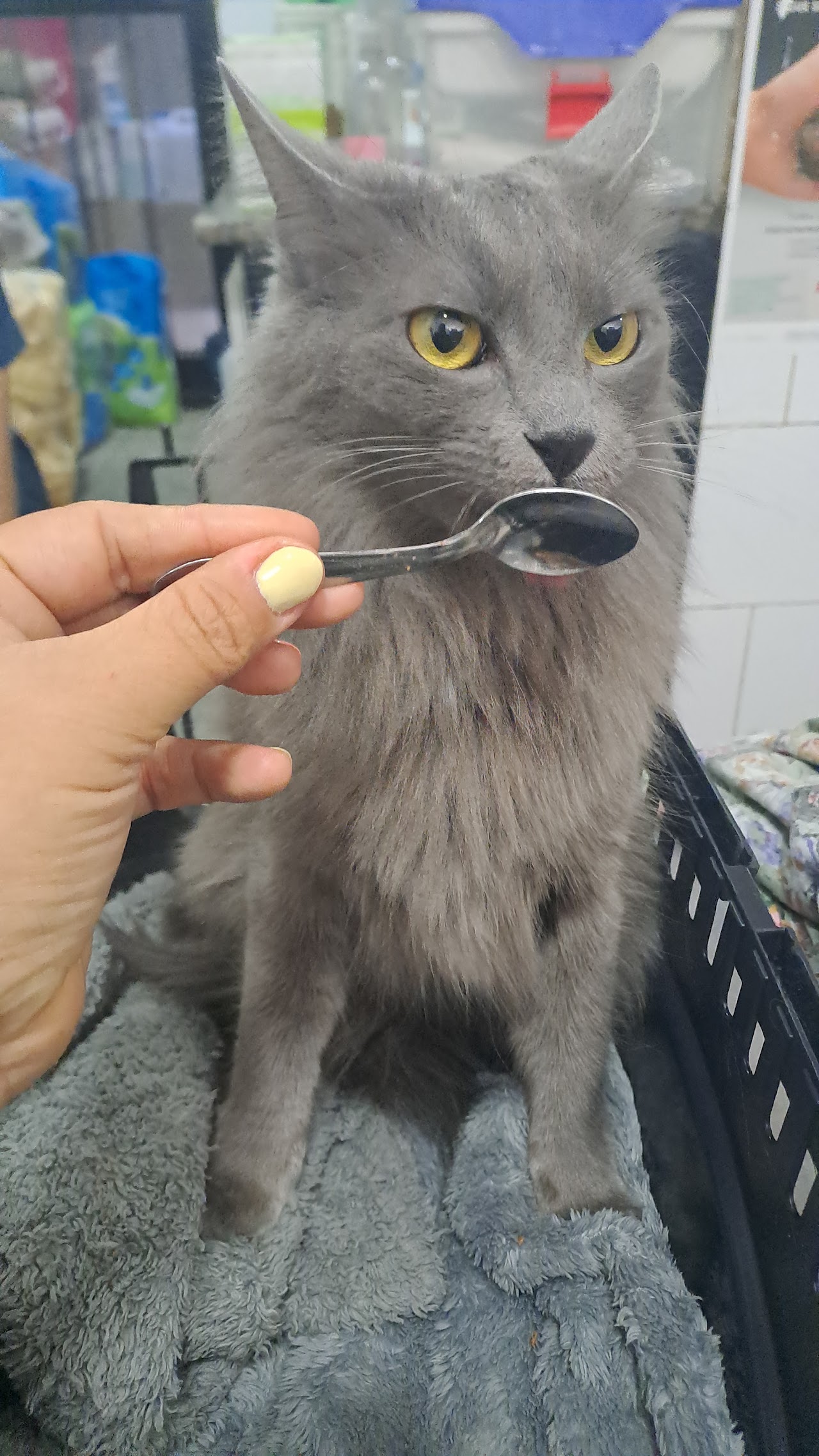 Mascota atendida en la veterinaria